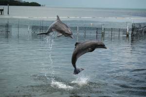 Jumping Dolphins