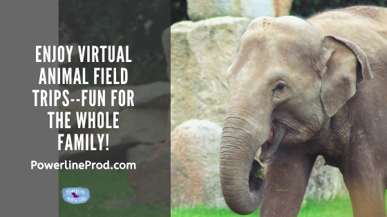 Enjoy Virtual Animal Field Trips–Fun for the Whole Family!