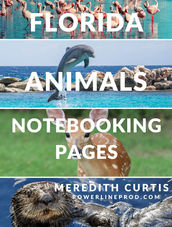 Florida Animals Notebooking Pages