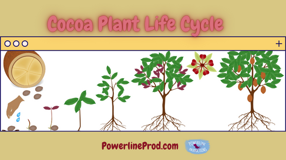 Life Cycle of a Cocoa Plant