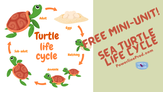 FREE Mini-Unit: Sea Turtle Life Cycle